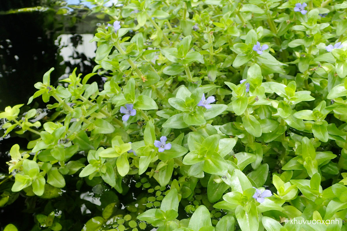 Cây Lệ nhi có tên khoa học Bacopa caroliniana