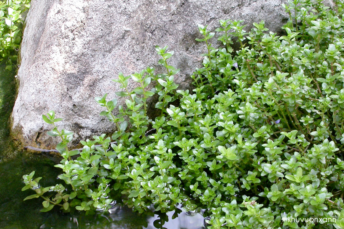 Lệ nhi lá nước bán cạn trồng trong hồ cá