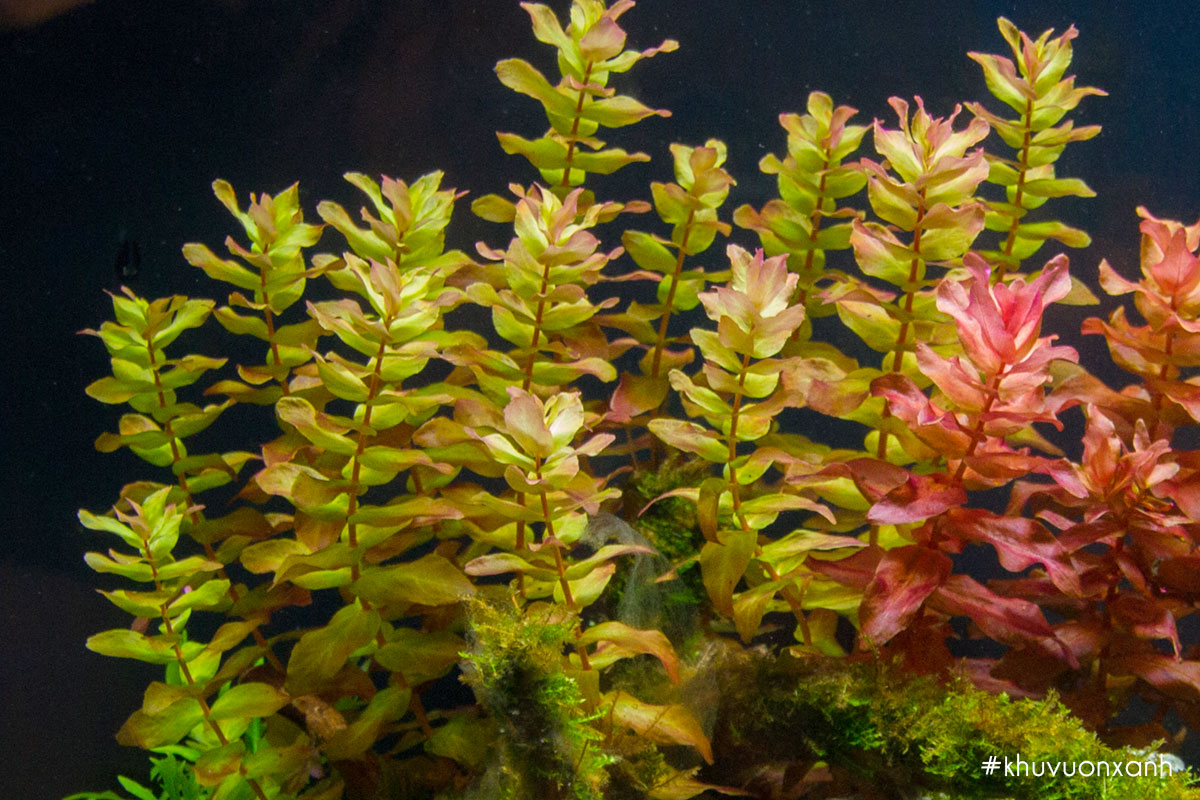 Cây Lệ nhi trồng thủy sinh trong hồ cá