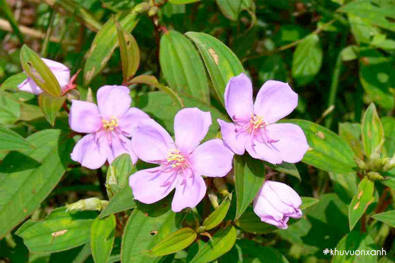 cay mua co ten khoa hoc melastoma affine