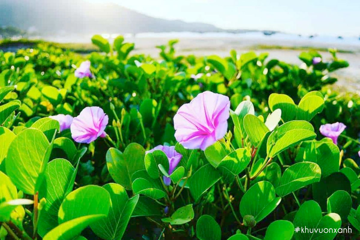 Cây rau muống biển có tên khoa học Ipomoea pescarpae