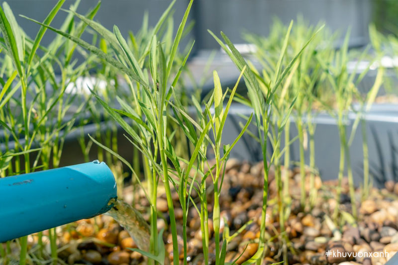 Điều chỉnh nước tưới và phân bón cho rau một cách phù hợp