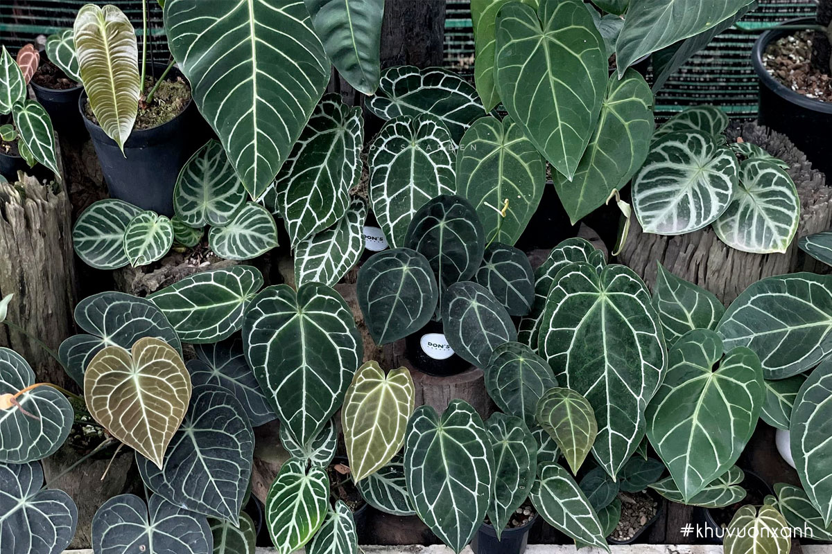 Khi trồng Anthurium clarinervium bạn cần đặc biệt chú ý tới độ ẩm cho cây