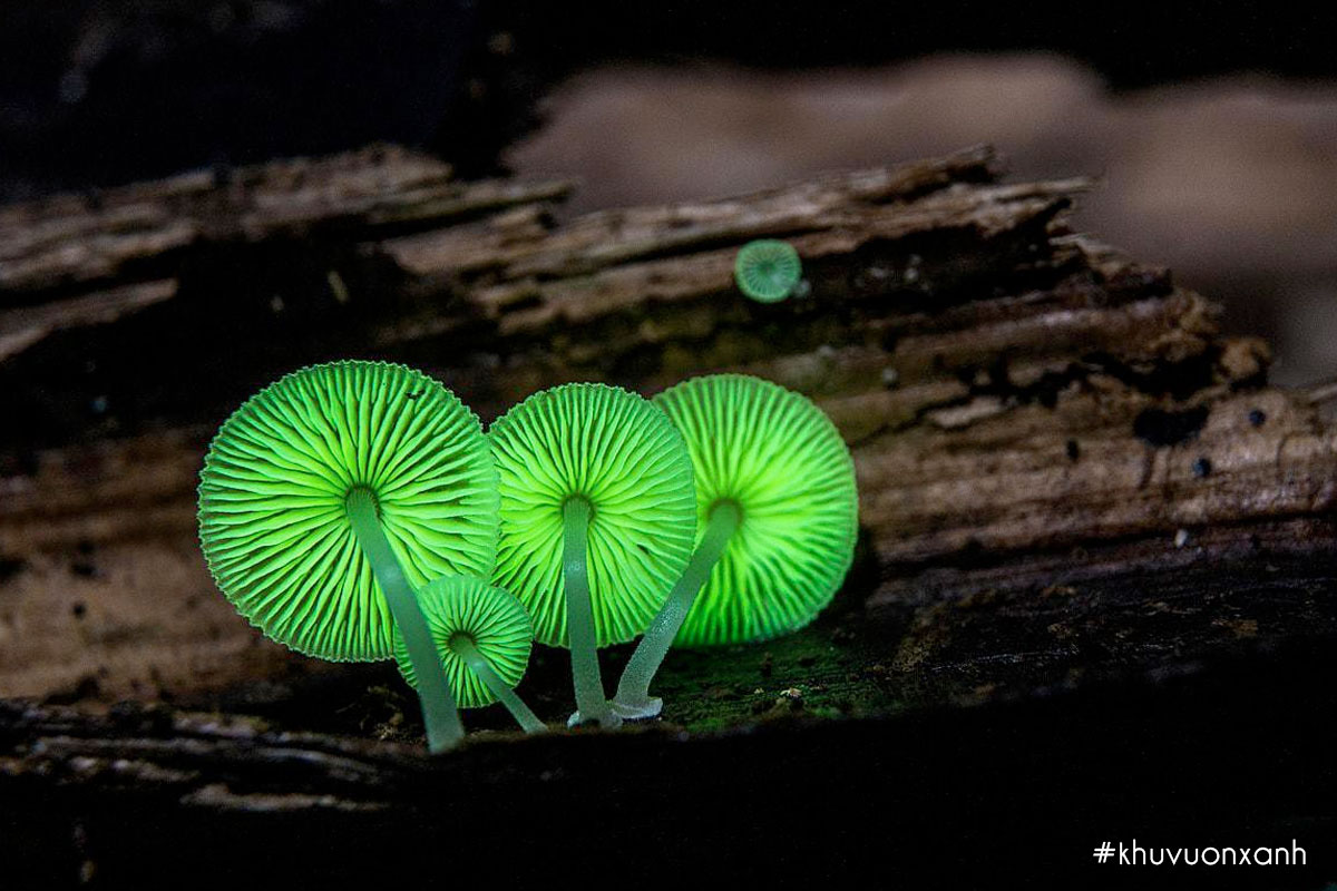 Nấm phát sáng hay còn gọi là Nấm phát quang sinh học
