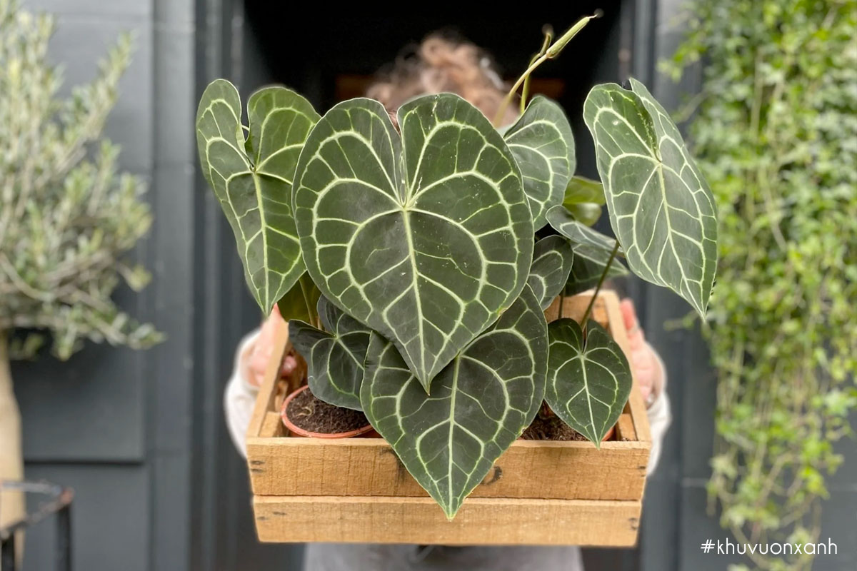 Thay chậu cho cây Anthurium clarinervium khi đạt kích thước lớn hơn