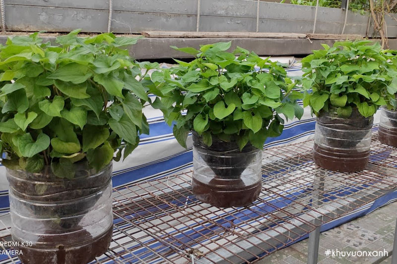 Có thể trồng Diếp cá trong chai nhựa thay thế