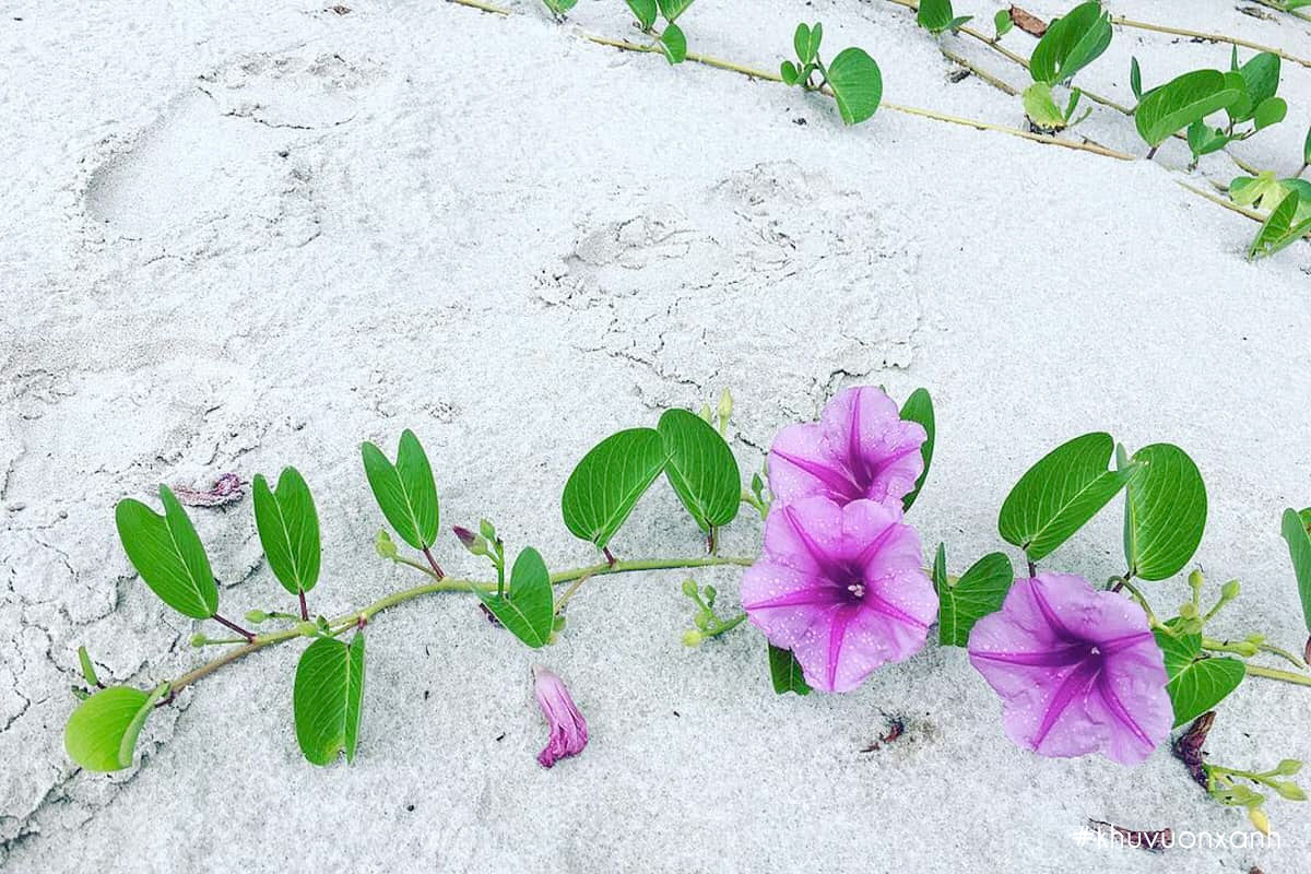 Vẻ đẹp của hoa Muống biển bên bờ cát trắng