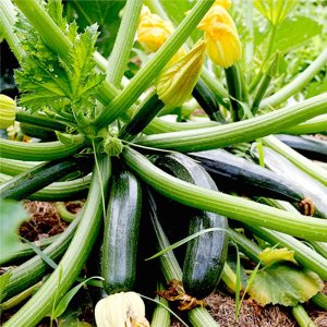 bi ngoi xanh trai dai