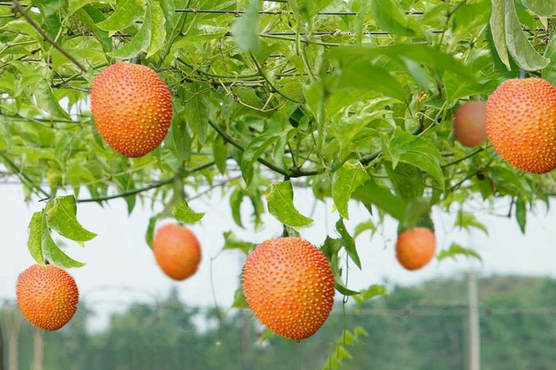 Cây Gấc có tên khoa học Momordica cochinchinensis