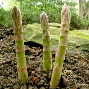 cay mang tay nay mam