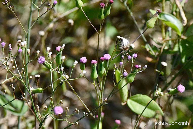 cay rau ma la rau muong dang ra hoa