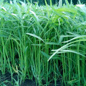 cay rau muong la tre