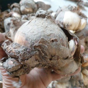 cu giong hoa thuy tien