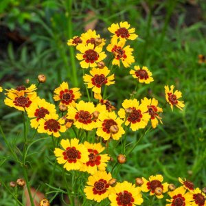 cuc mat ran cuc duyen