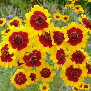 hat giong hoa cuc mat ran