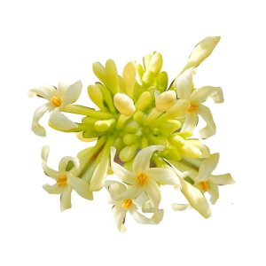 Hạt giống Đu đủ đực siêu hoa gói 10 hạt