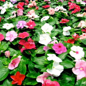 Hạt giống hoa Dừa cạn đơn Mix màu gói 100 hạt, 500 hạt
