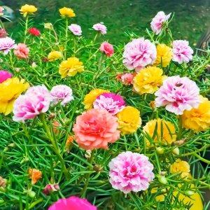 hat giong hoa muoi gio kep mix mau