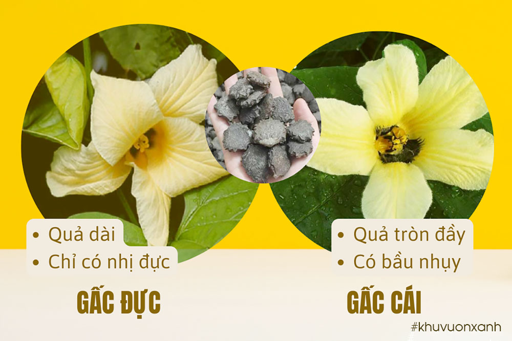 Phân biệt Gấc đực và cái qua hoa và quả