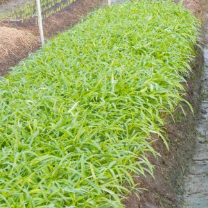 ruong trong rau muong