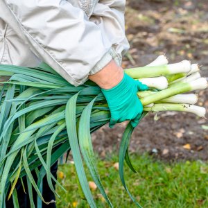 thu hoach toi tay hanh boa ro