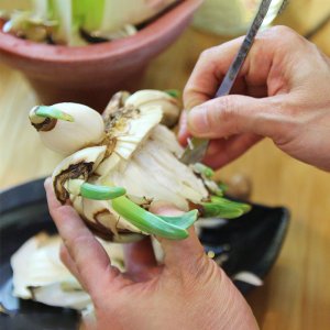 tia cu hoa thuy tien