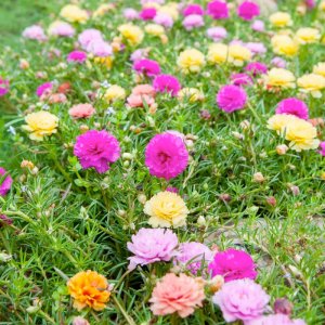 trong hoa muoi gio kep