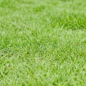 hat giong co nhung nhat