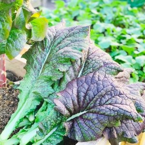 cai mu tat tim la to