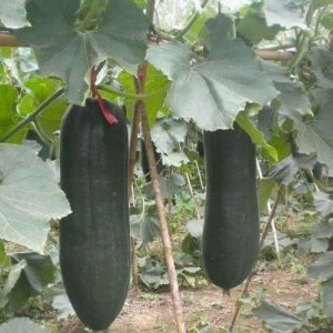 cay bi dao xanh den khong lo