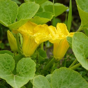 cay bi ngoi dia bay ra hoa