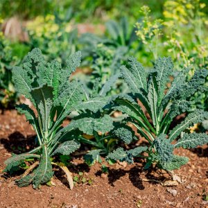 cay cai kale khung long