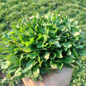 cay co la gung la tre