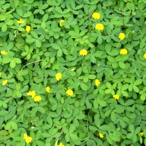 cay co lac dai trong tham