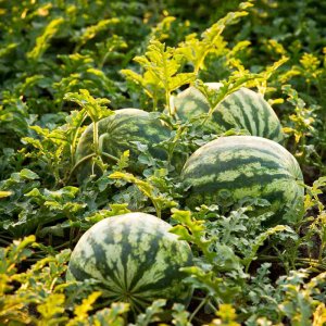 cay dua hau thanh long