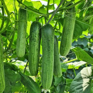 cay dua leo dua chuot f1