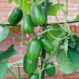 cay dua leo kim dong