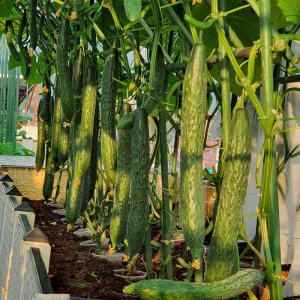 cay dua leo nhat dua chuot kiem nhat