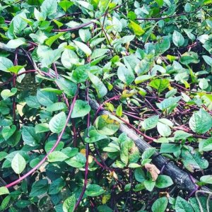 cay mong toi tim leo gian