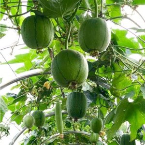 cay muop tao my nhan dai loan