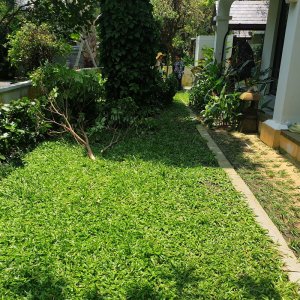 co la gung la tre trong san vuon