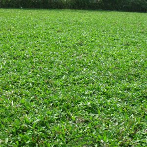 co la gung la tre trong tham