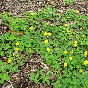 co lac dai dau phong