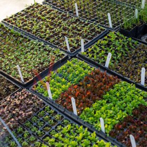 dan khay nhua uom hat