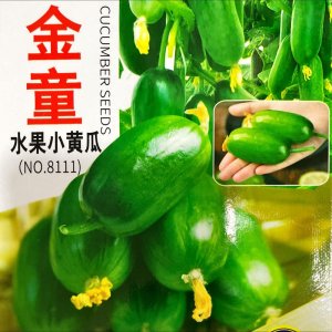 Hạt giống Dưa leo Kim Đồng (Dưa chuột Baby), hàng Trung