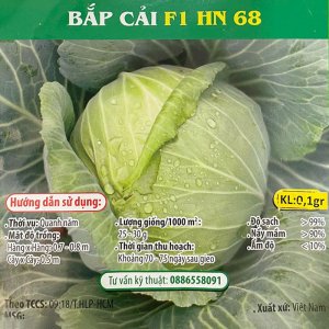 Hạt giống Bắp cải xanh F1