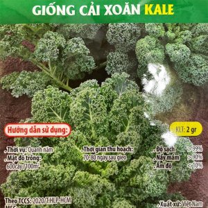 Hạt giống Cải xoăn Kale