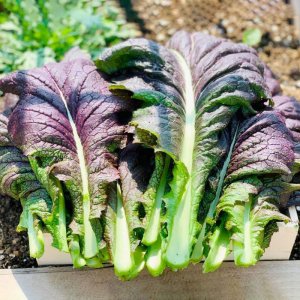 hat giong cai mu tat la to