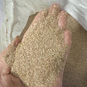 hat giong co bent grass