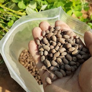 hat giong co lac dai co dau phong